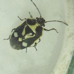 Eurydema oleracea