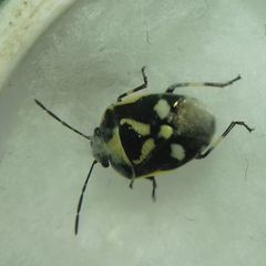 Eurydema oleracea