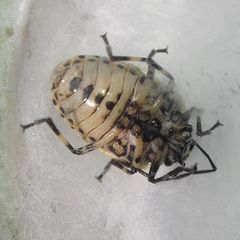 Eurydema oleracea