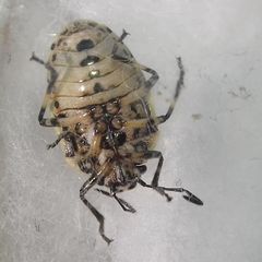 Eurydema oleracea