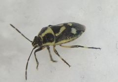 Eurydema oleracea
