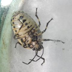 Eurydema oleracea