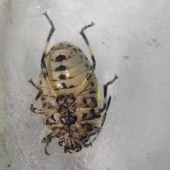 Eurydema oleracea