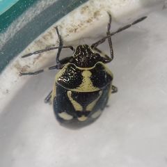 Eurydema oleracea