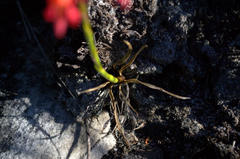 Disa ferruginea