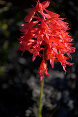 Disa ferruginea