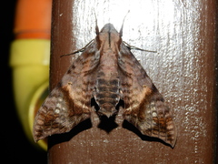 Nyceryx hyposticta