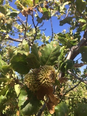 Quercus ithaburensis macrolepis