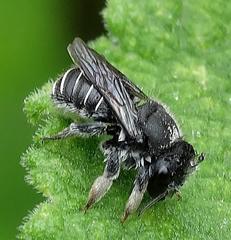 Immanthidium