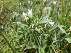 Solanum chenopodioides