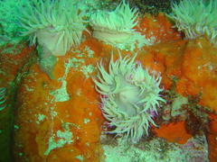 Pseudactinia flagellifera