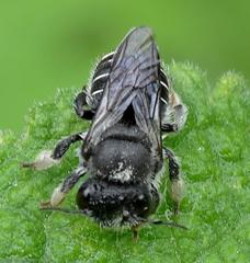 Immanthidium
