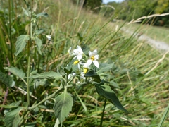 Solanum chenopodioides