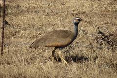 Eupodotis caerulescens