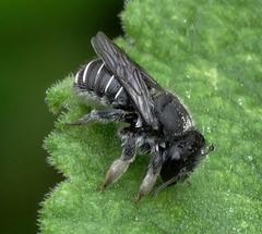 Immanthidium