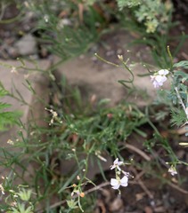 Dontostemon perennis