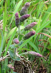 Strobilanthes sessilis