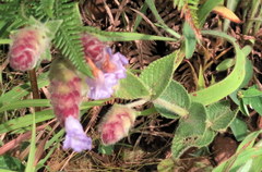 Strobilanthes sessilis