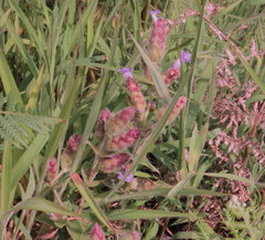 Strobilanthes sessilis
