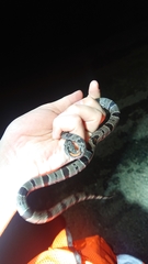 Lampropeltis alterna