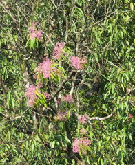 Poeciloneuron indicum