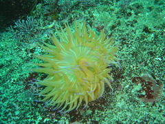 Pseudactinia flagellifera