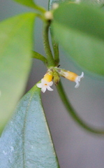 Alyxia sinensis