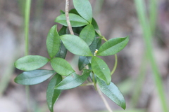 Alyxia sinensis