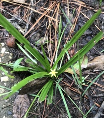Hypoxis curtissii