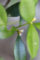 Alyxia sinensis