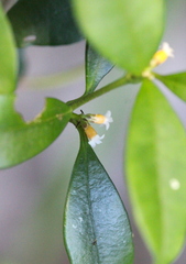 Alyxia sinensis