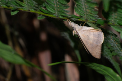 Oxyodes scrobiculata