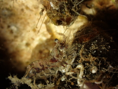 Eualus