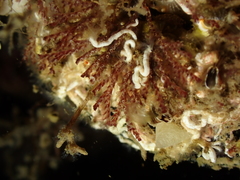 Bugulidae