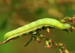 Eucarta virgo