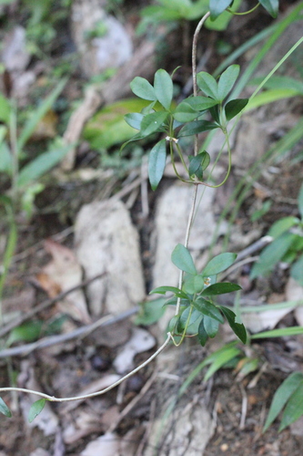 Image of Alyxia sinensis by no rights reserved