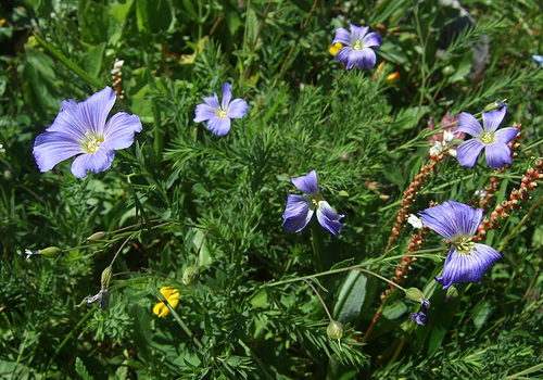 perennial flax