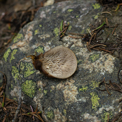 Lentinellus montanus