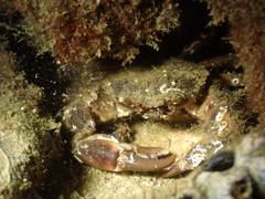 Pilumnus
