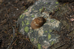 Lentinellus montanus