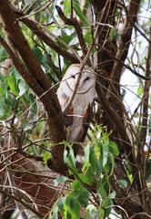 Tyto alba poensis
