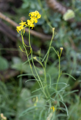 Sisymbrium polymorphum
