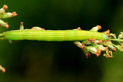 Eucarta virgo