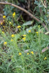 Sisymbrium polymorphum