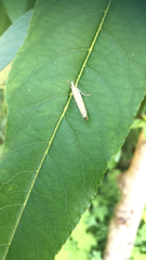 Agriphila geniculea