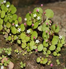 Crassula capensis promontorii