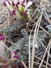 Pedicularis centranthera