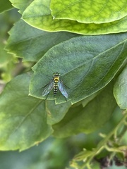 Condylostylus graenicheri