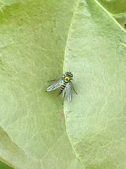 Condylostylus graenicheri