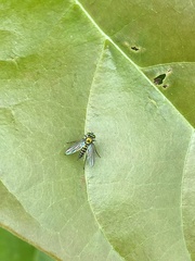 Condylostylus graenicheri